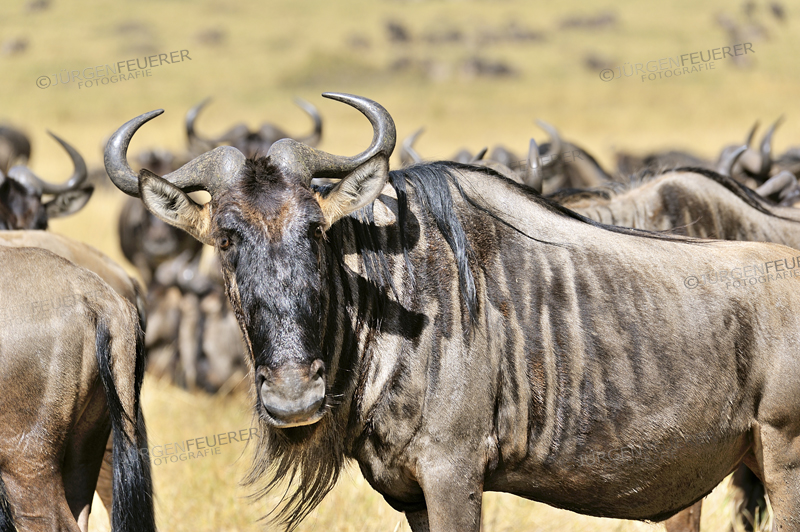 Face of a Wildebeest