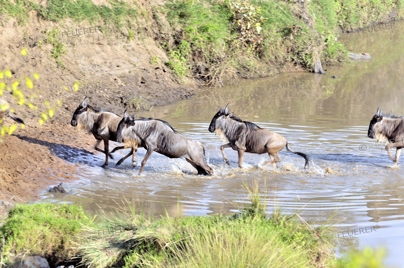 Excited Wildebeests crossing river for migration