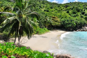 Palmenstrand der Seychellenn
