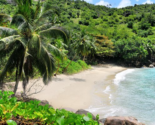 Palmenstrand der Seychellenn